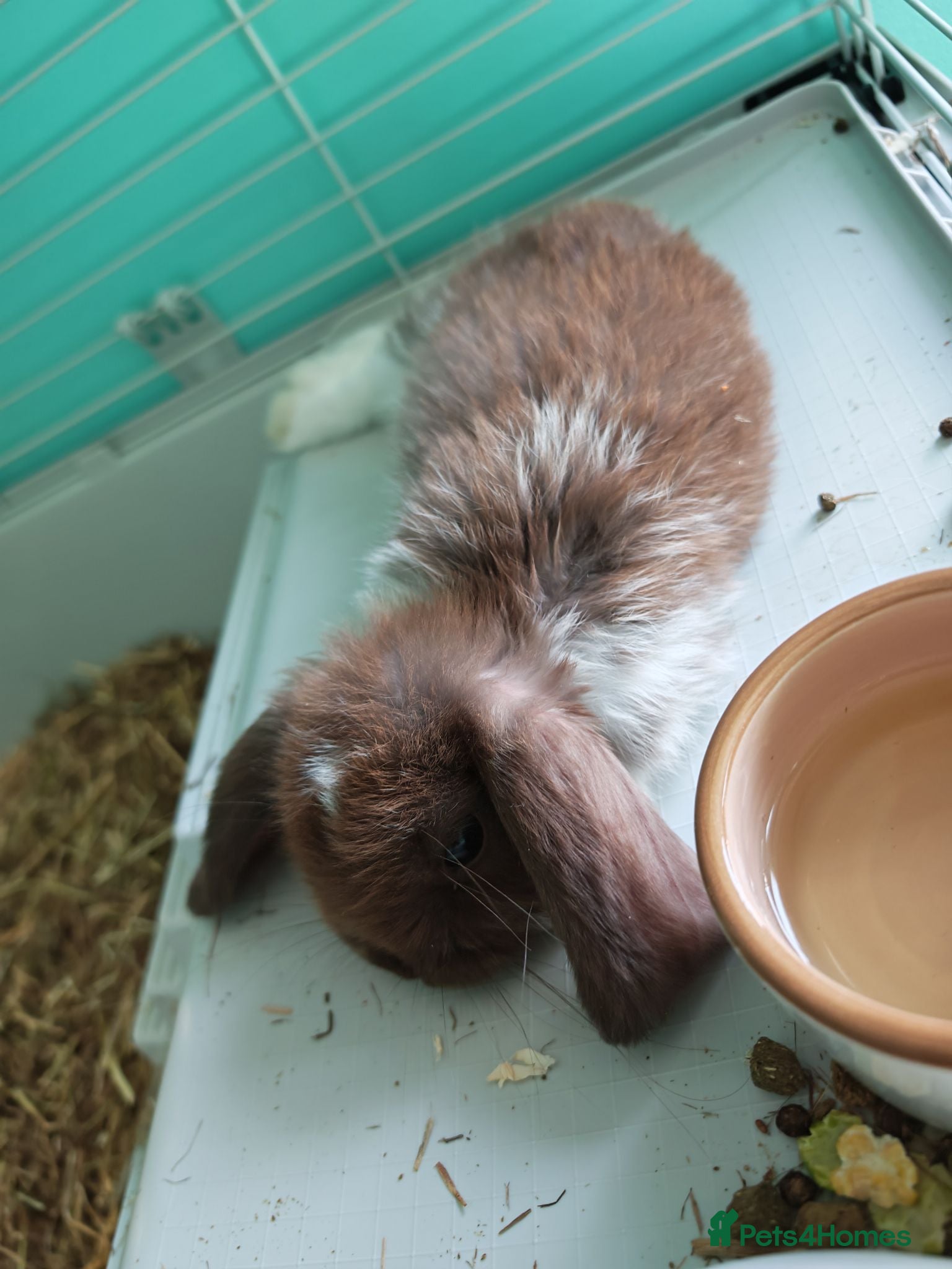 Mixed Breed rabbits mini lop X lion head  - Advert 1
