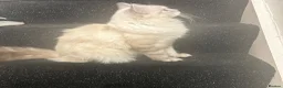 Ragdoll cats for sale: STUNNING RAGDOLL/PERSIAN KITTEN  in Nottingham - Advert 6