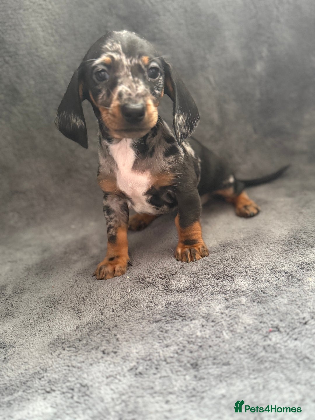 Dachshund dogs for sale: Miniature dachshund  - Image 14