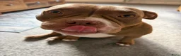 American Bully dogs for sale: Loving pocket bully for re home. - Advert 3