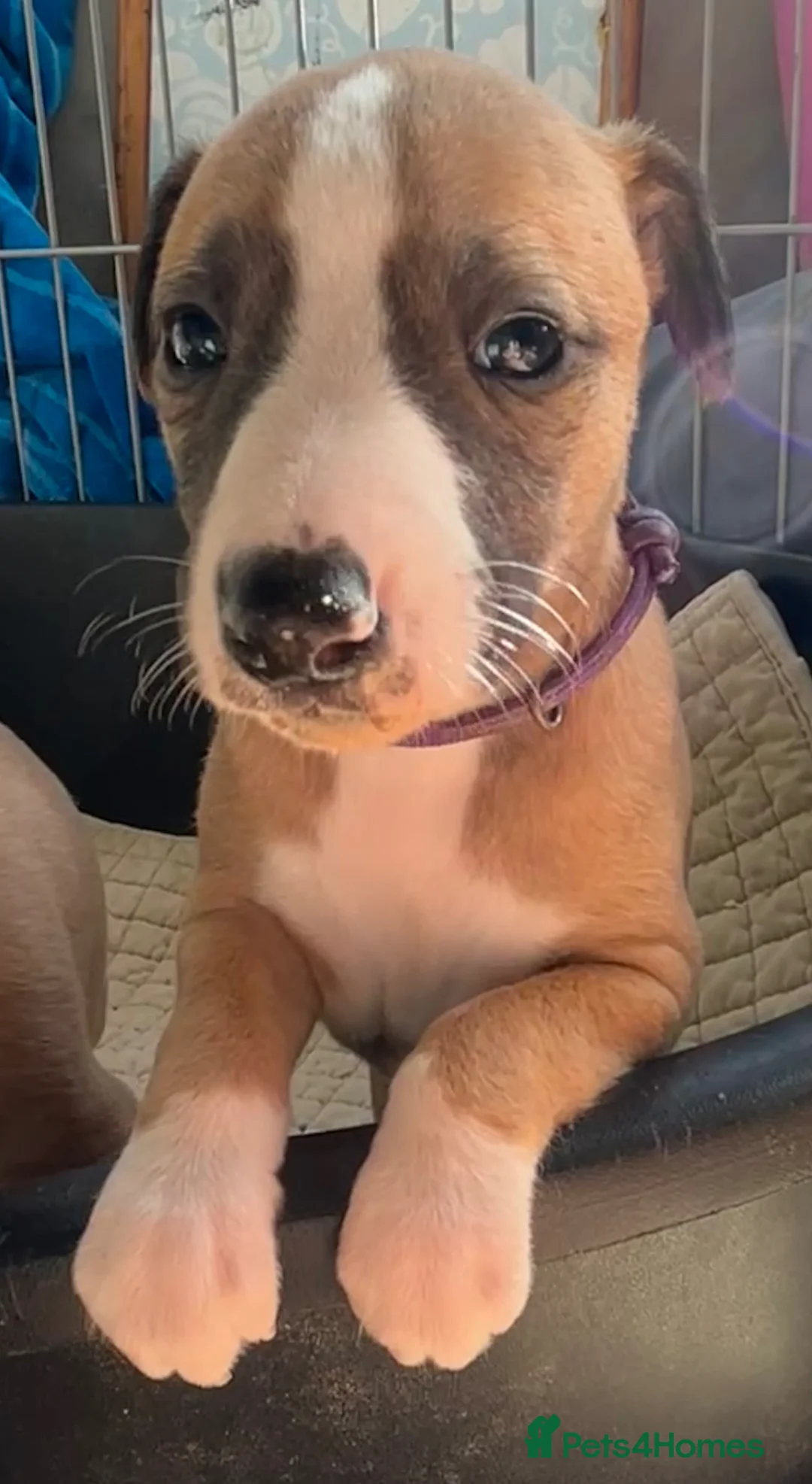 Whippet dogs for sale: 3F KC Reg Whippet from Health Tested Parents - Advert 5