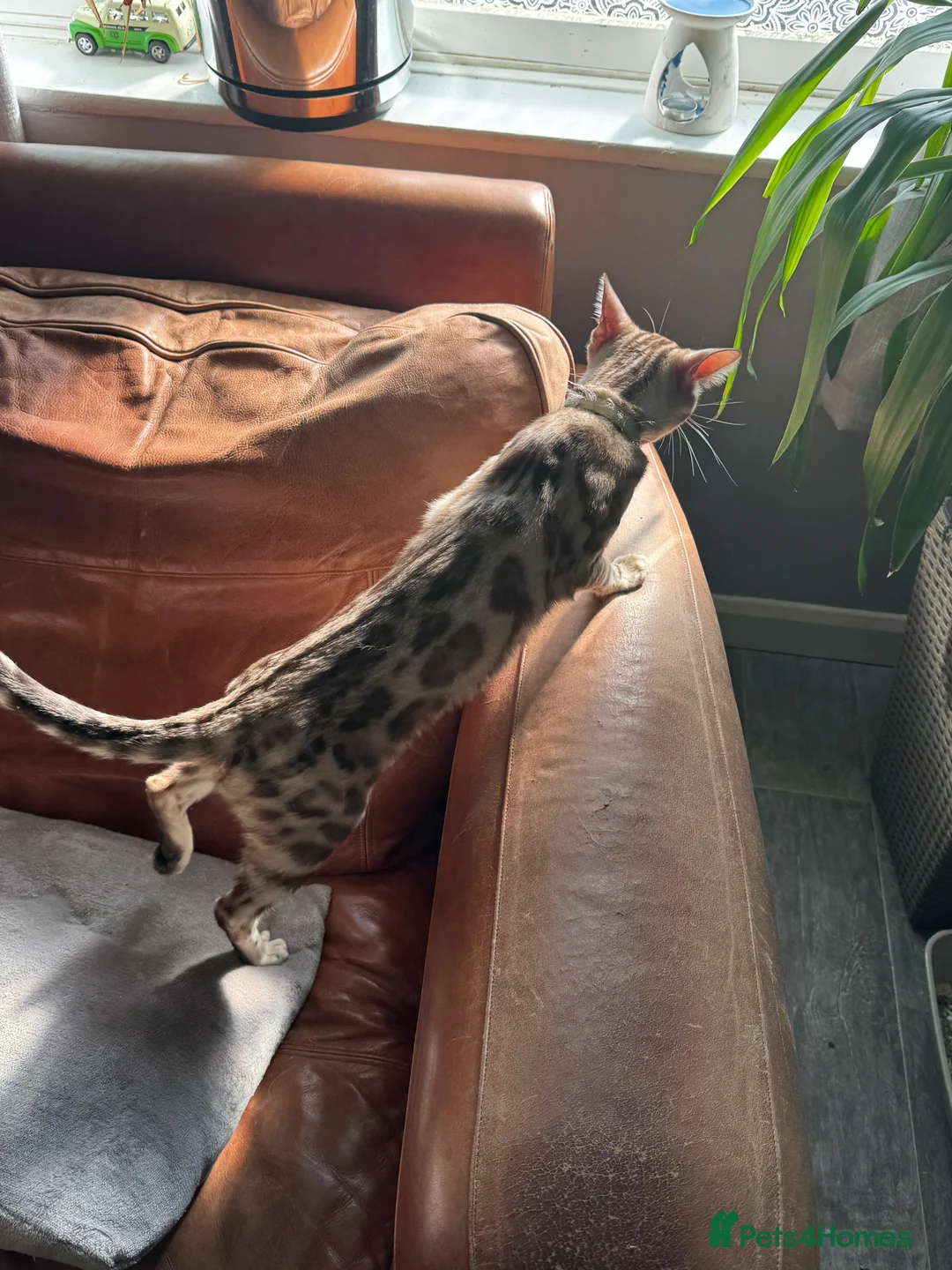 Bengal cats for sale: 12 month Bengal Boy in Sheffield - Advert 17