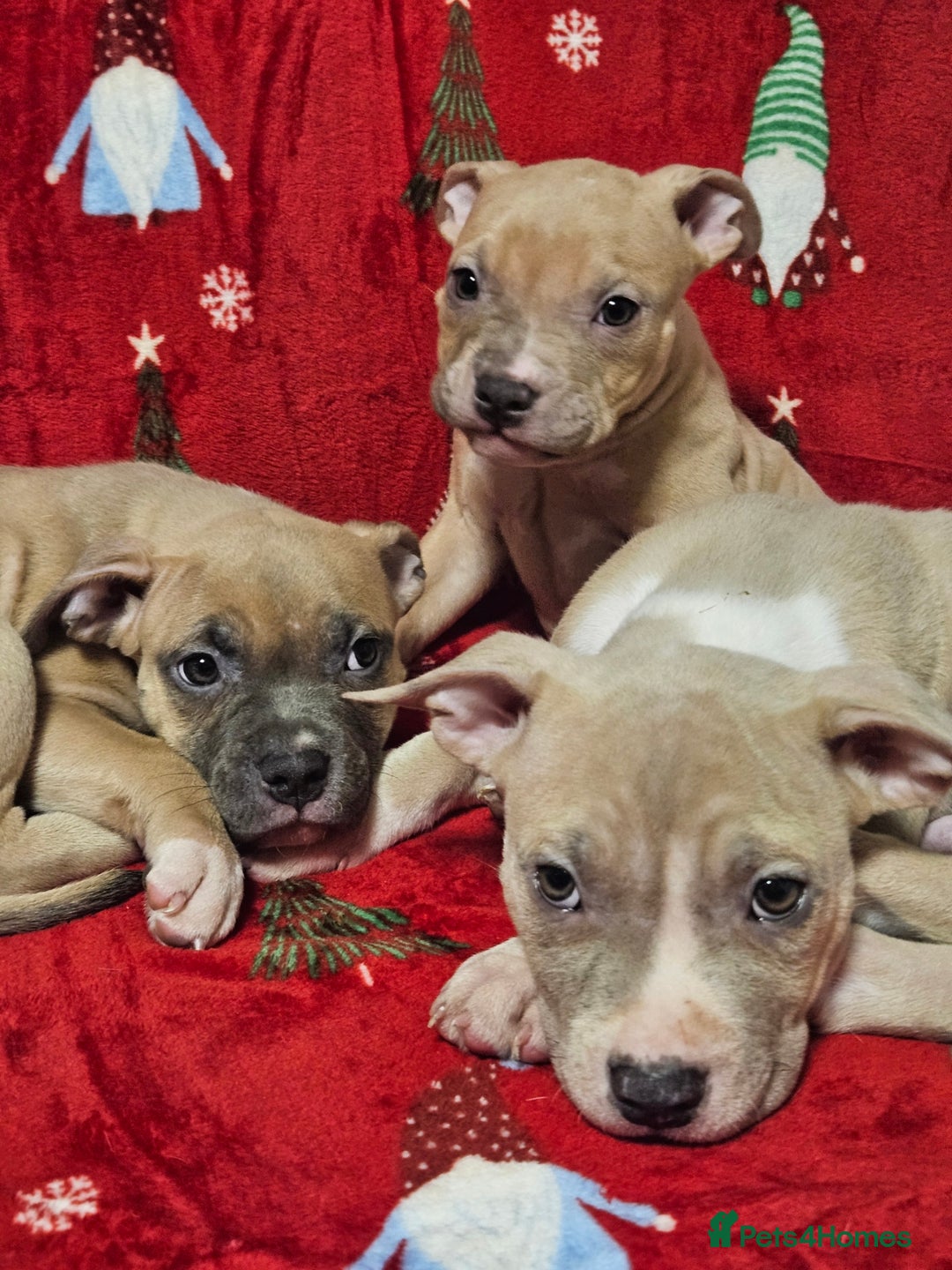 American Bully dogs for sale:  litter of AmericanBully(ABKC)  Standart/Pocket - Advert 17