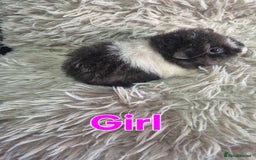 Guinea Pig rodents for sale: 3 male and 1 female baby guinea pigs  - Image 3