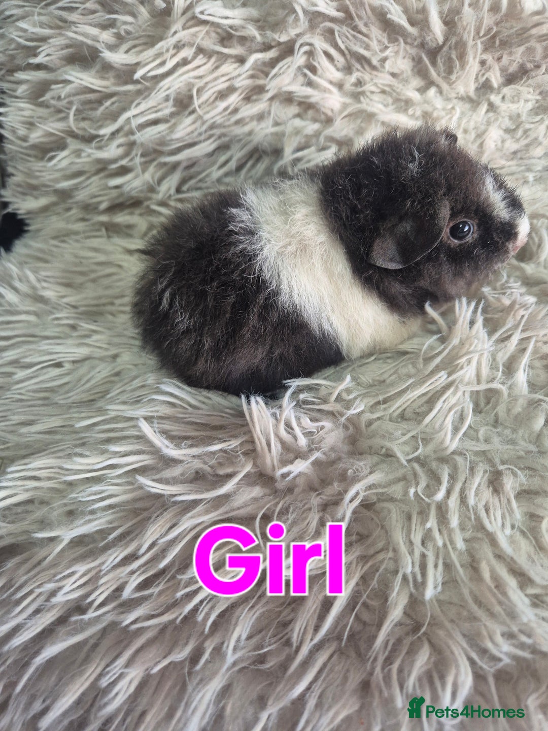 Guinea Pig rodents for sale: 3 male and 1 female baby guinea pigs  - Image 3