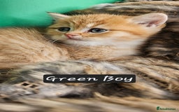 British Shorthair cats for sale: BSH GOLDEN KITTENS - Advert 22