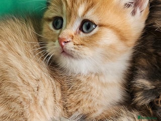 British Shorthair cats BSH GOLDEN KITTENS - Advert 16