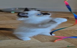 Ragdoll cats for sale: Adorable Loving blue mitted lynx - Image 18