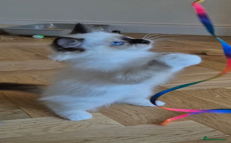 Ragdoll cats - Advert 12