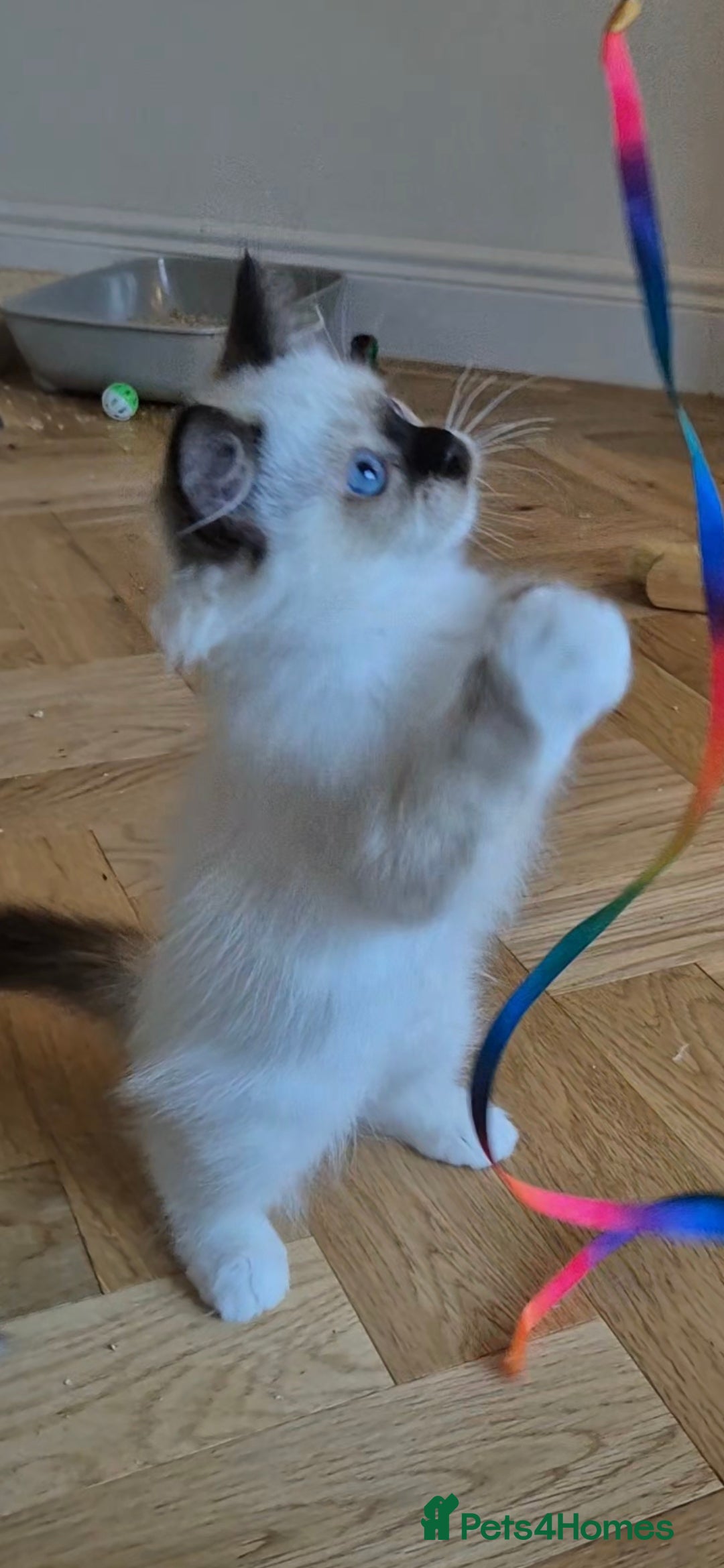 Ragdoll cats for sale: Adorable Loving blue mitted lynx - Image 18