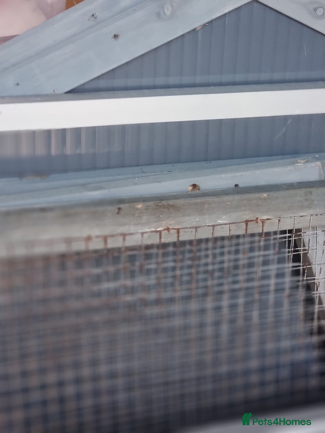 Guinea Pig rodents for sale: Rabbit/guineapig run/cage - Advert 5