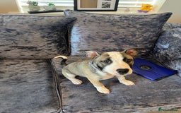 Mixed Breed dogs for sale: Dog for sale  - Image 7