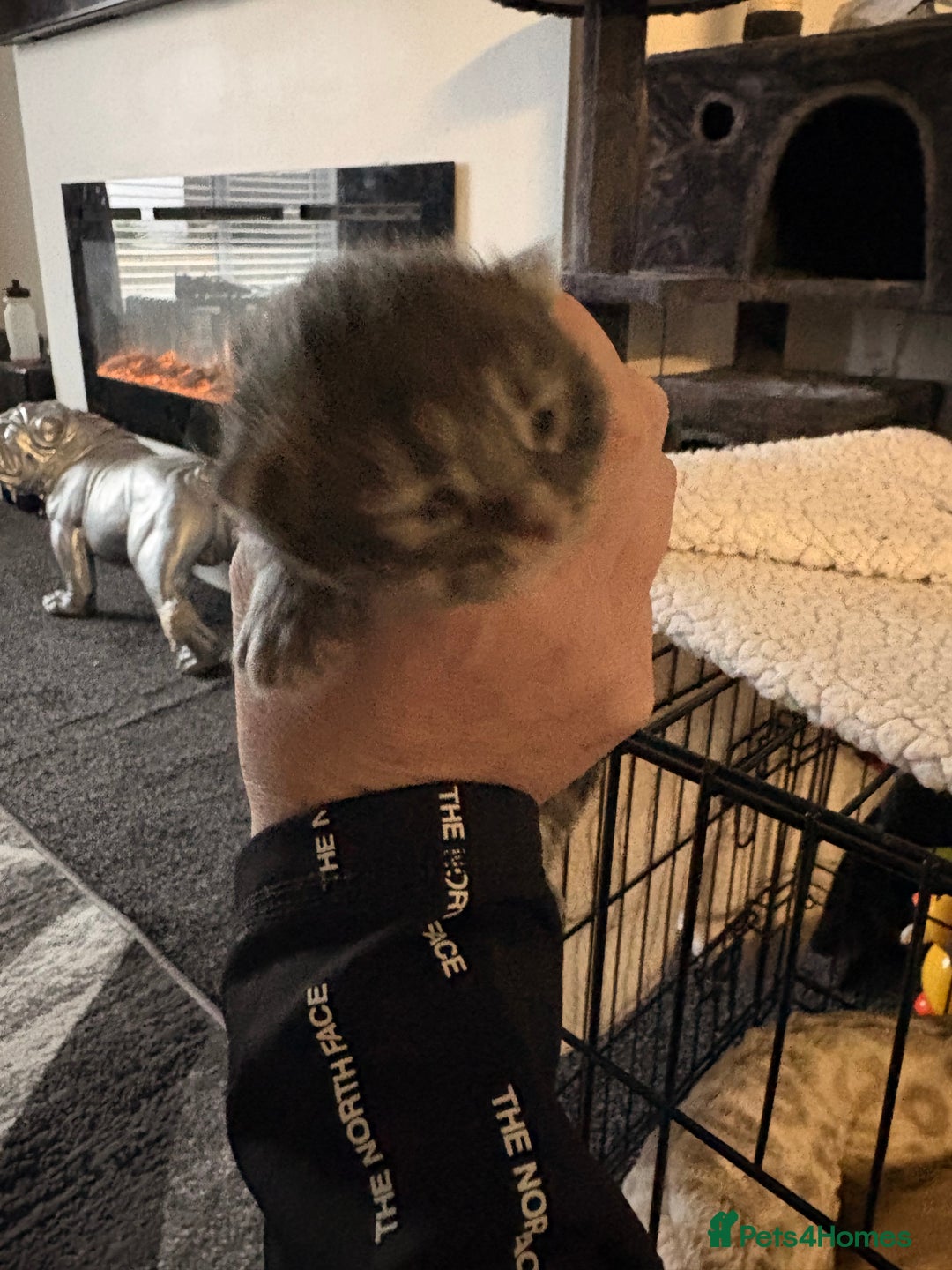 Mixed Breed cats for sale: Himalayan x Mainecoon  - Advert 2