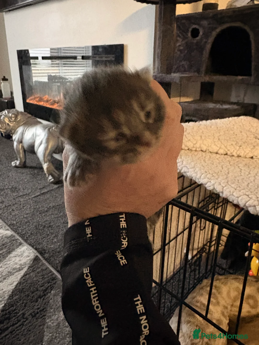 Mixed Breed cats for sale: *** BOTH RESERVED *** Himalayan x Mainecoon  - Advert 2