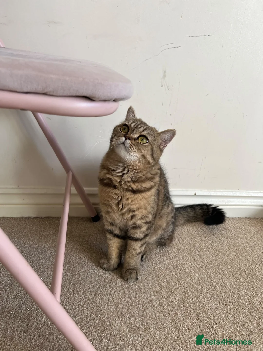 British Shorthair cats for sale: Golden Active British Short Hair Queen for Sale  - Advert 2