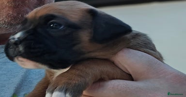 Boxer dogs - Advert 1