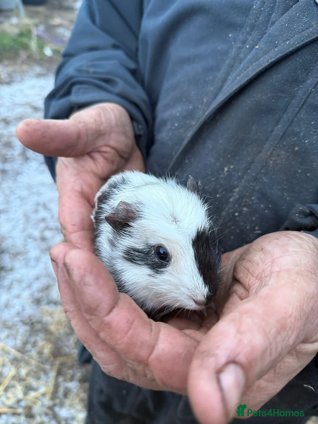 Guinea Pig rodents for sale: 20 guinea pigs for sale  - Advert 12