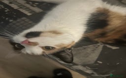 Mixed Breed cats for sale: Calico kitten/cat (less than 2)  - Image 6