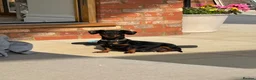 Miniature Dachshund dogs for sale: Beautiful Miniature Dachshunds - 2 boys left - Advert 4