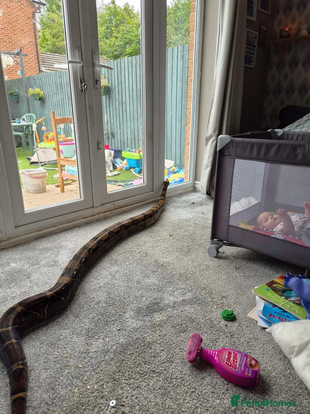 Boa Snake reptiles for sale: Large 8 to 9 foot boa contrictor  - Advert 1