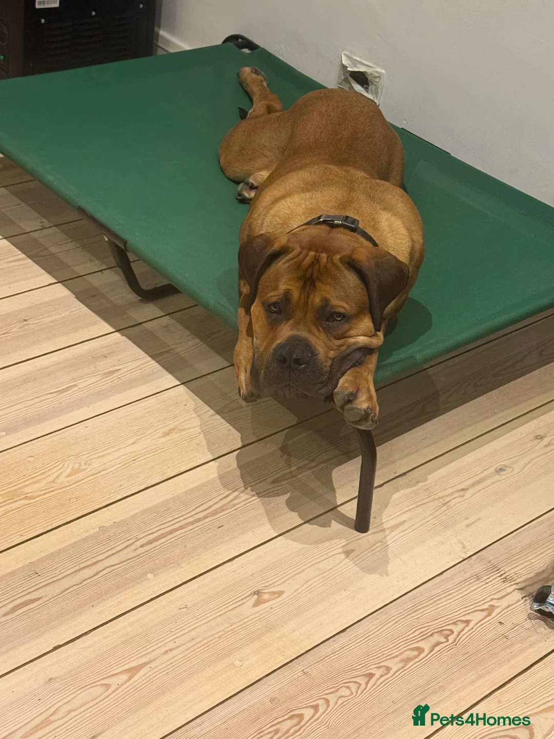 Boerboel dogs for sale: Phenomenal Boerbel - Advert 4