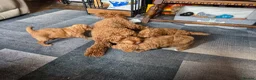 Cockapoo dogs for sale: 4 beautiful female cockapoos for sale - Advert 6