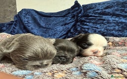 French Bulldog dogs for sale: Fluffy frenchies 🐶 - Image 4