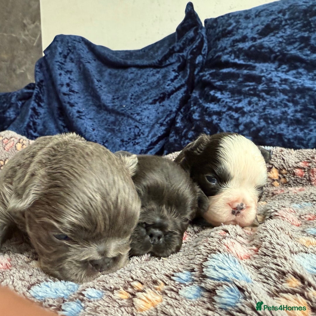 French Bulldog dogs for sale: Fluffy frenchies 🐶 - Image 4