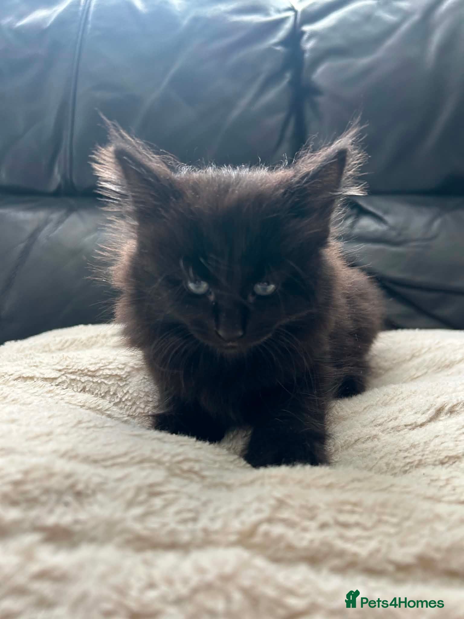 RagaMuffin cats Black Ragamuffin Kitten - Advert 2