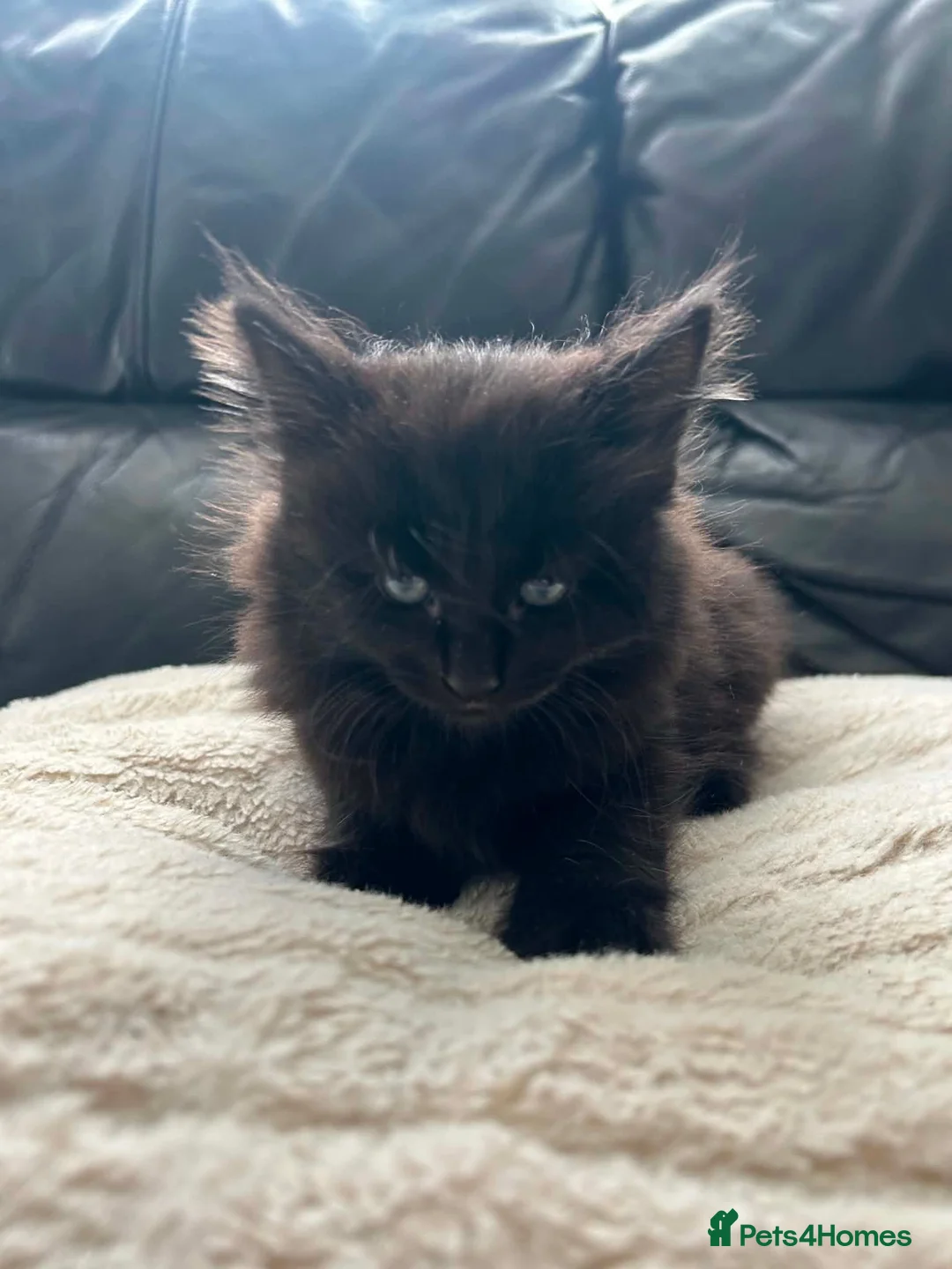 RagaMuffin cats for sale: Black Ragamuffin Kitten - Advert 1