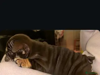 English Bulldog dogs KOBE X DARLA 5x SMALL COMPACT UNREAL🔥 - Advert 7