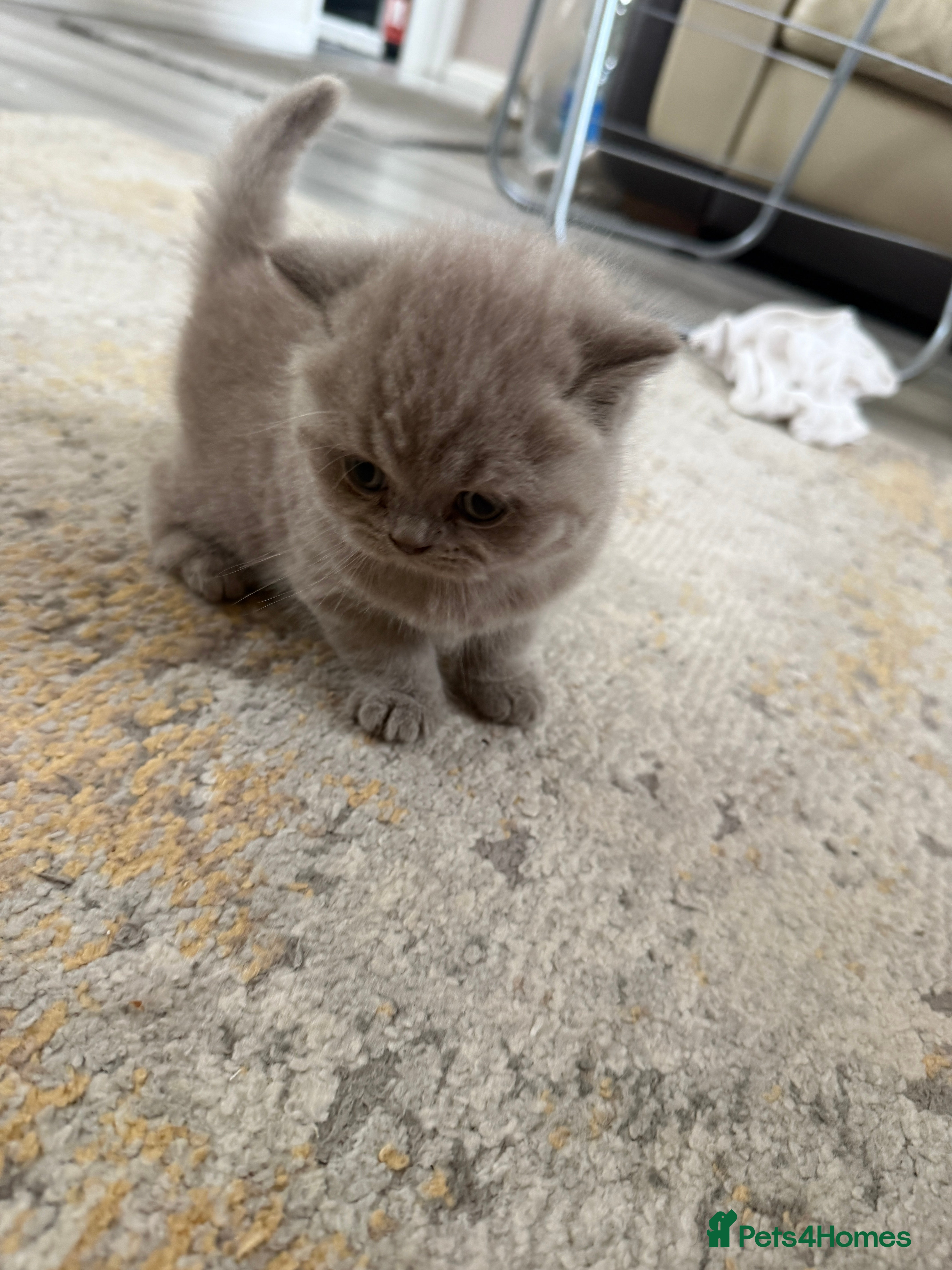 British Shorthair cats Lilac British shorthair GCCF registered - Advert 2