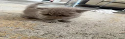 British Shorthair cats for sale: Lilac British shorthair GCCF registered - Advert 8