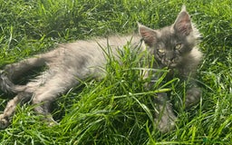 Maine Coon cats for sale: XL Maine Coon Boys Russian Line - Image 9