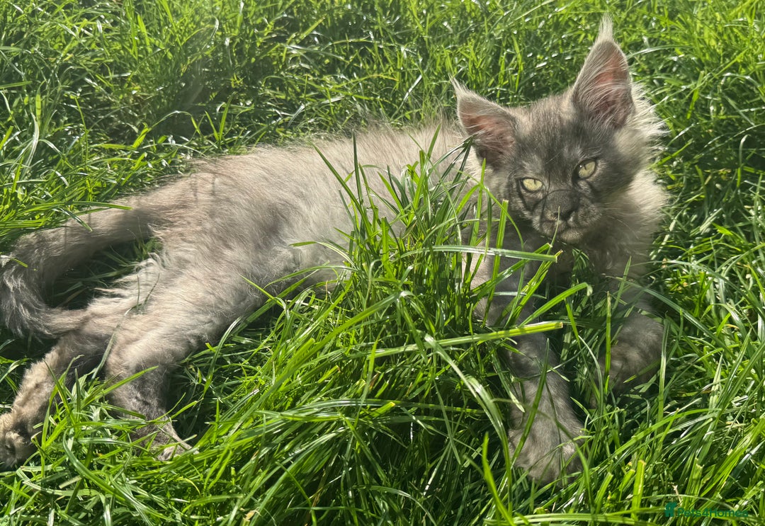 Maine Coon cats for sale: XL Maine Coon Boys Russian Line - Image 9