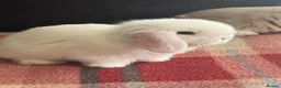 Mini Lop rabbits for sale: Lovely mini lop & lion lop babies (vaccinated) - Advert 6