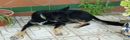Mixed Breed dogs for adoption: 🐶 Bingo the perfect family companion ❤️  - Advert 3