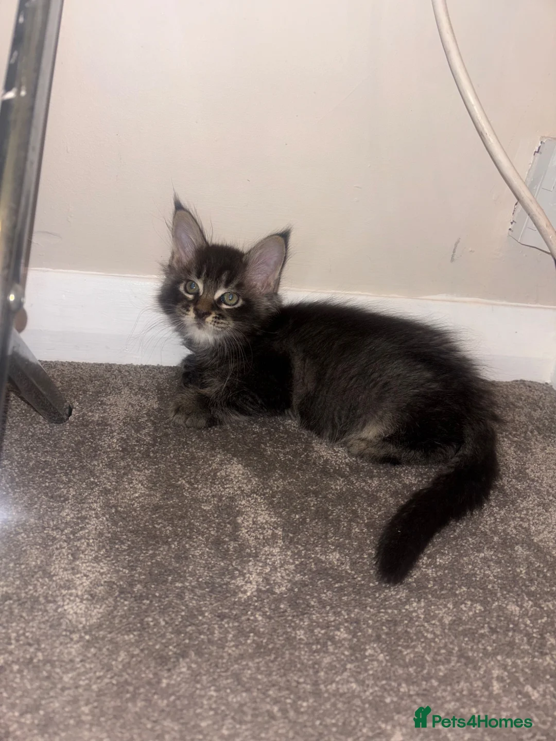 Maine Coon cats for sale: 2 beautiful Maine coon boys  - Advert 12