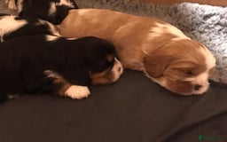 Cavalier King Charles Spaniel dogs for sale: King Charles cavalier  - Advert 11