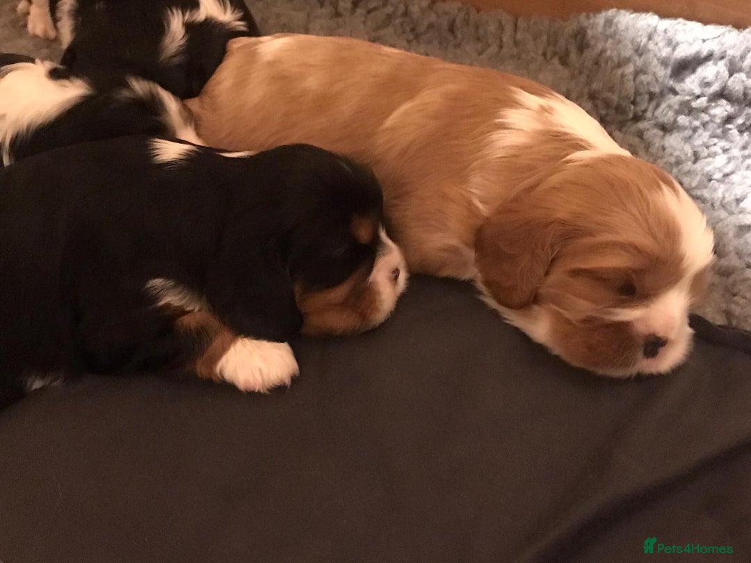 Cavalier King Charles Spaniel dogs for sale: King Charles cavalier  - Advert 11