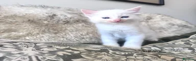 Ragdoll 3