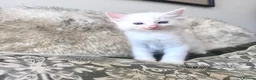 Ragdoll cats for sale: Ragdoll x Snow Bengal kittens 🐾 in Bude - Advert 13