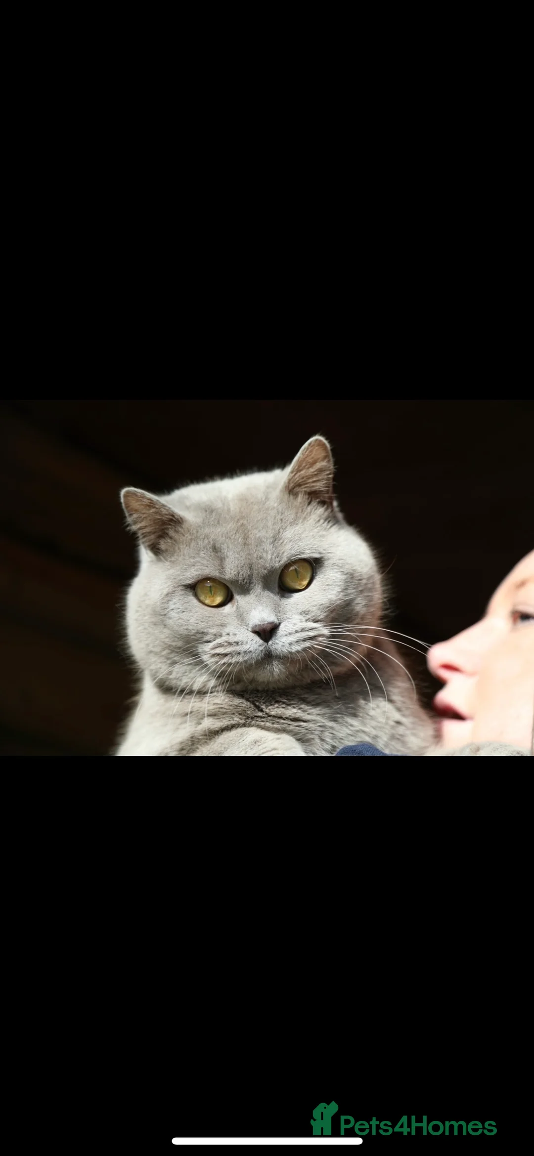 British Shorthair cats for stud: LILAC BRITISH SHORTHAIRED in Norwich - Advert 3