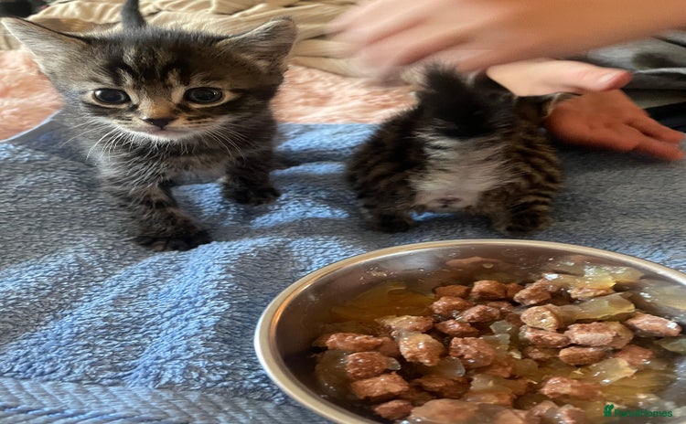 Domestic Shorthair cats - Advert 2