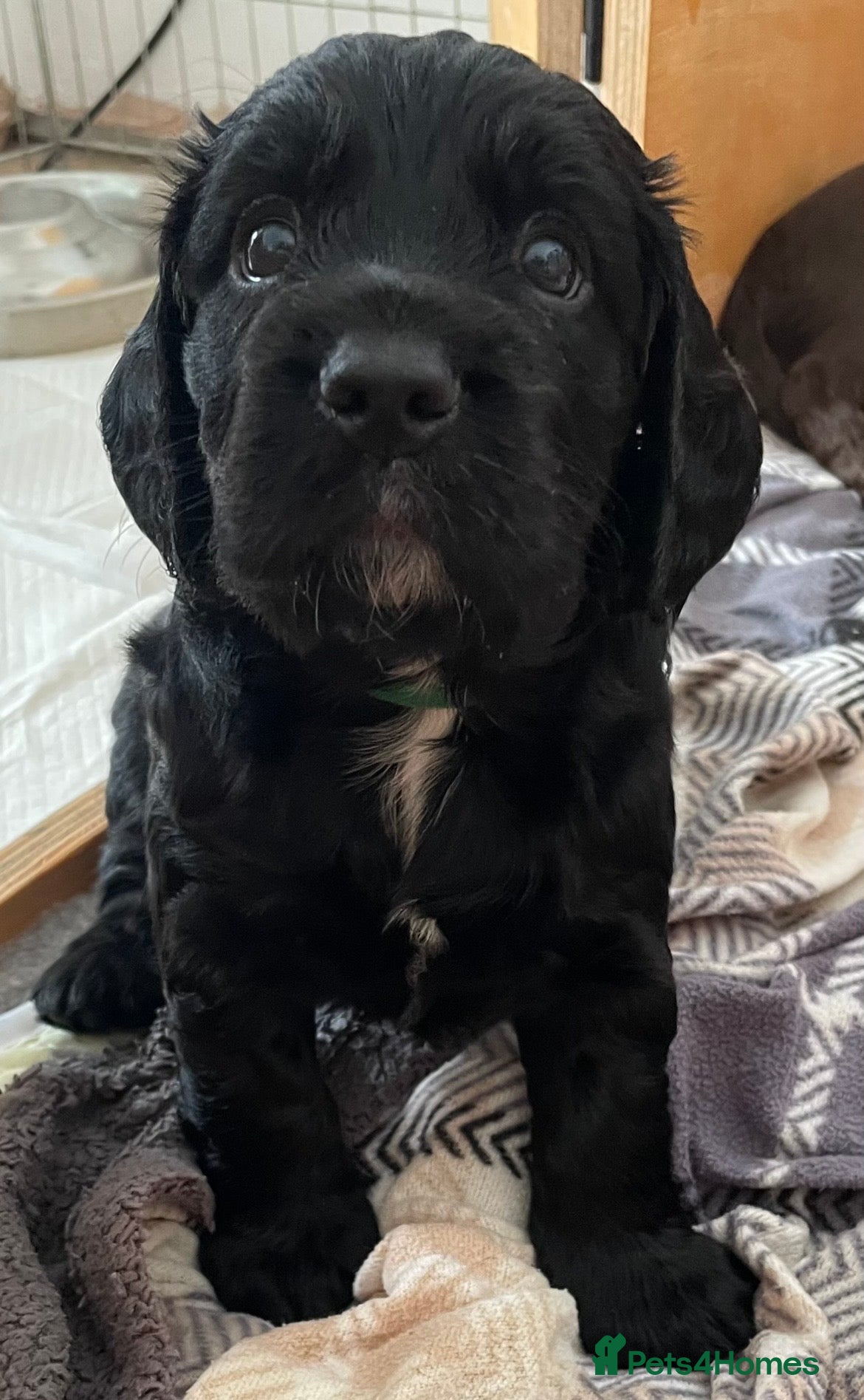 Cocker Spaniel dogs Pedigree cocker spaniels - Advert 1