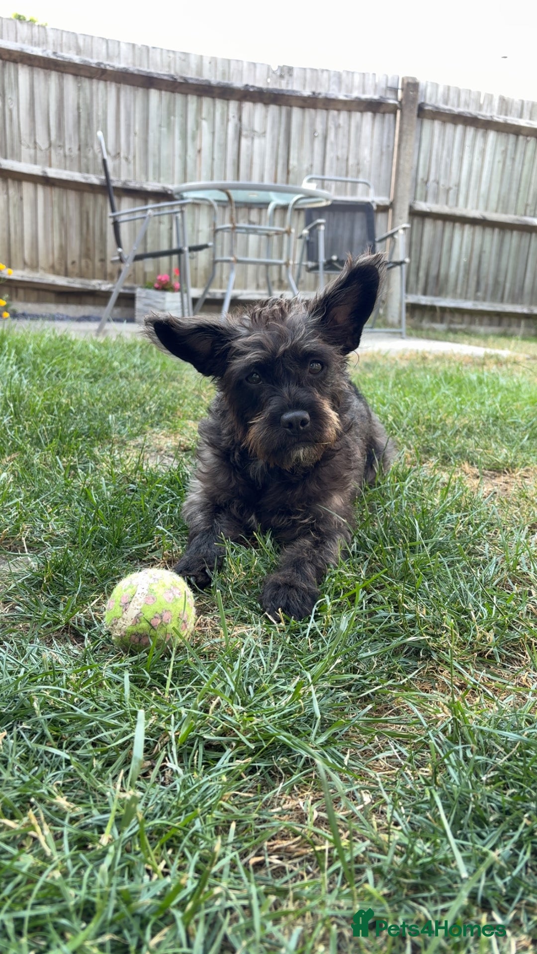 Mixed Breed dogs for sale: Pug mix poodle  - Image 13