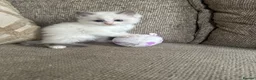 Ragdoll cats for sale: Stunning ragdoll babies for sale  - Advert 14