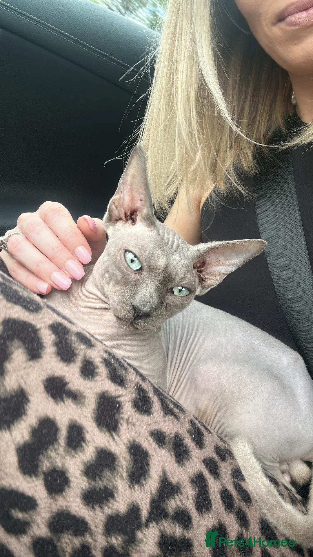 Sphynx cats for sale: Piggy & Cruella 3 year old bonded Sphynx cats  in Chesterfield - Advert 2
