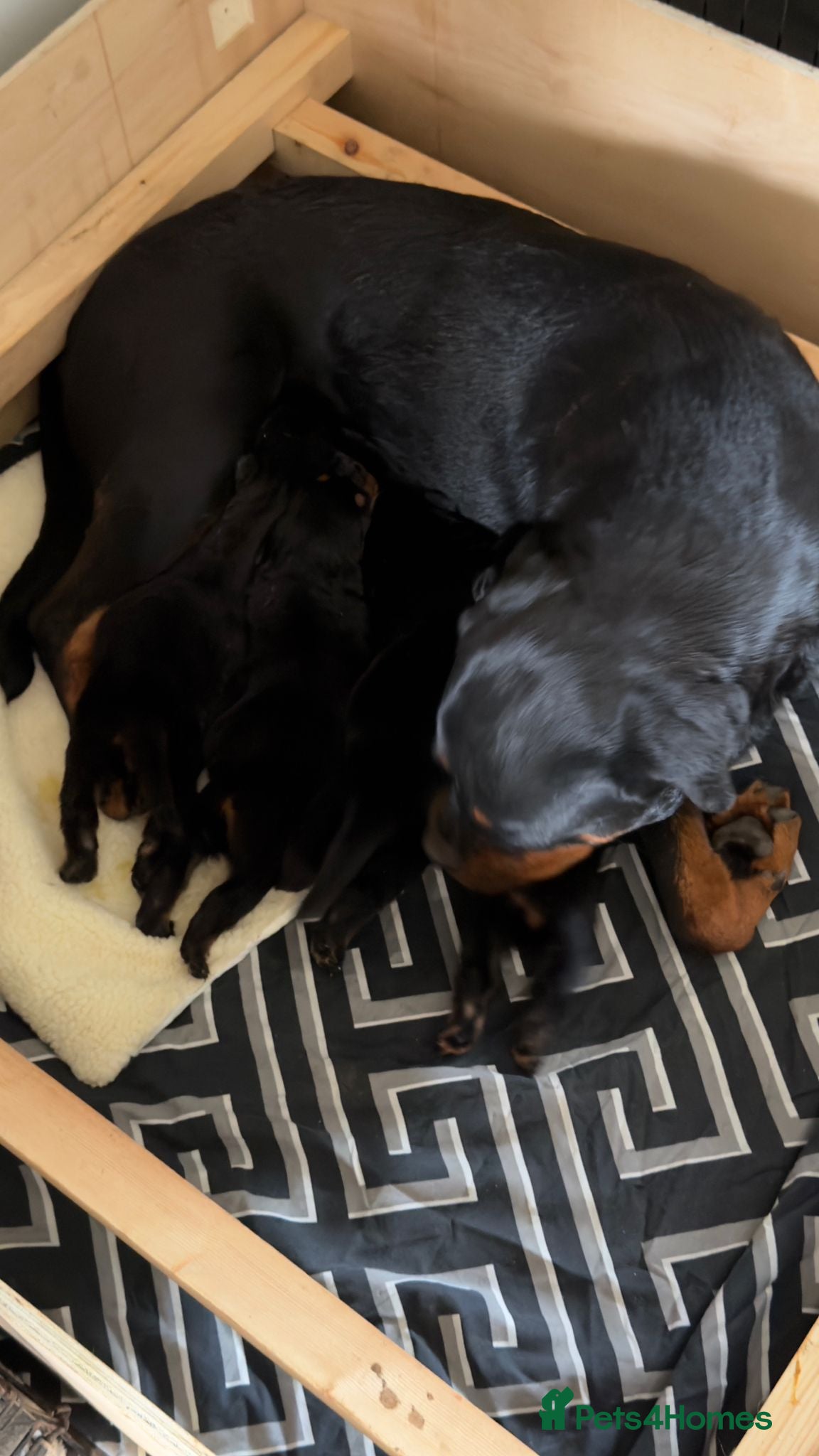 Rottweiler dogs for sale: Limited Pedigree Registered Rottweiler Puppies - Advert 3