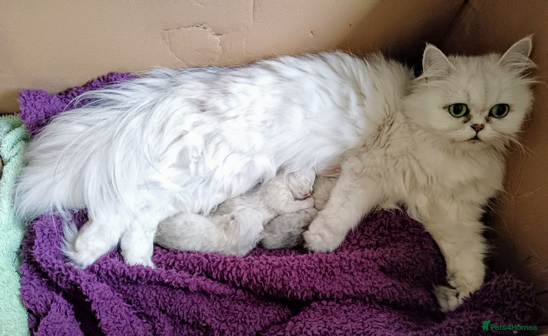 Persian cats for sale: Quality pure bred white tipped kittens - Image 18